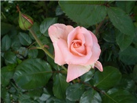 0720e9a1-Picture 4099.jpg
